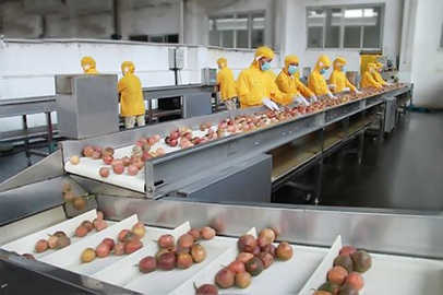 Processing of Minor Fruits